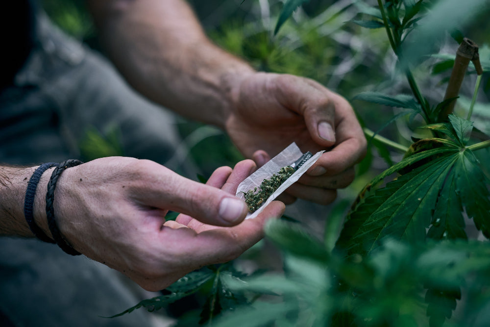 Cannabis Blätter