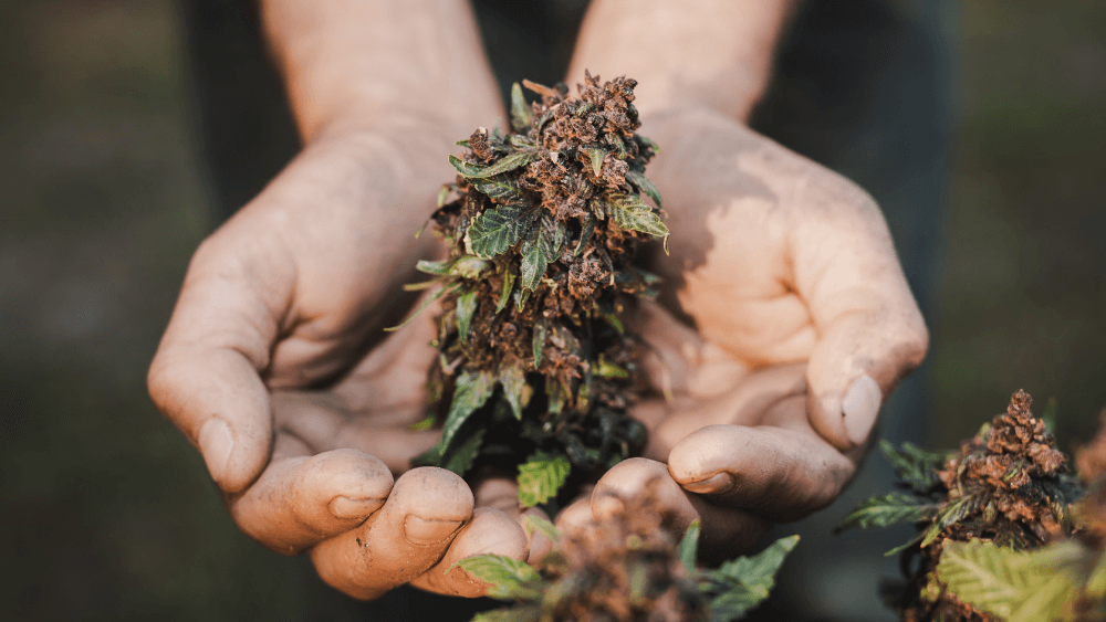 CBG9: Der Geheimtipp im Cannabis-Universum