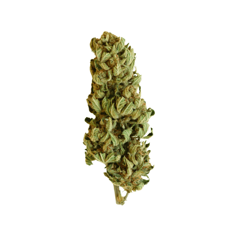 Cannabis Seeds Northern Light Indica 100% 3 Stück