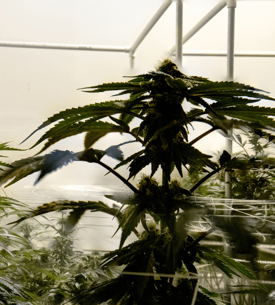 CB9 Blüten Cannabis CBD Wirkung